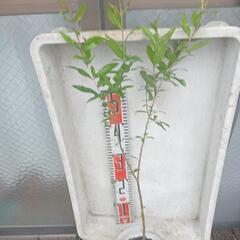 スーパーフード　 ザクロ 80cm ほどの画像