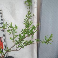 スーパーフード　 ザクロ 80cm ほどの画像