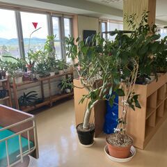 観葉植物　3点