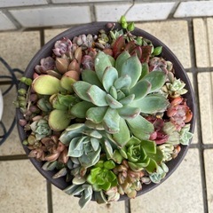 多肉植物寄せ植え
