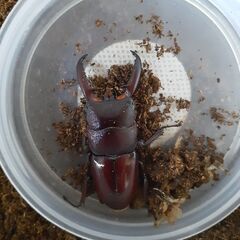 対馬ヒラタクワガタ(オス)新成虫②