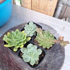 多肉植物