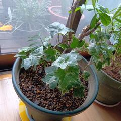 パキラアイビーヤシ寄せ植え