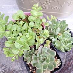 多肉植物&コバンコナスビ