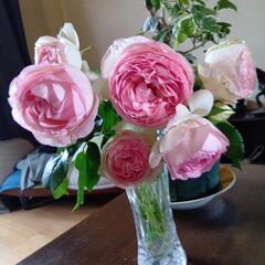 薔薇6本　蕾付