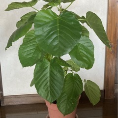 ⭐︎ウンベラータ①⭐︎約83cm