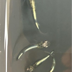 煮干しメダカ卵。