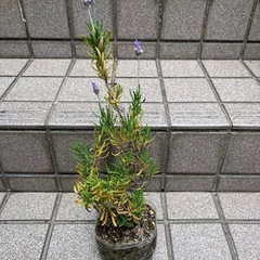 値下げ！　ラベンダー　その1