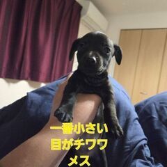 生後２ヶ月の子犬の飼い主募集❗️