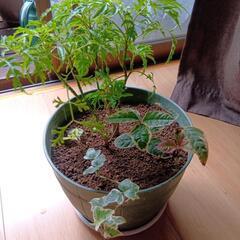 寄せ植え　アイビーヤブコウジ他