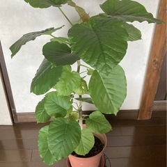 ⭐︎ウンベラータ②☆ 約90cm