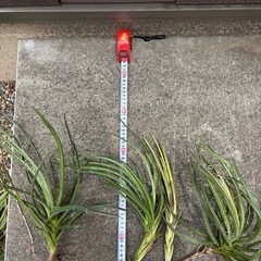 アガベ　滝の白糸　子株4株の画像