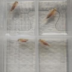 ウーパールーパーの画像