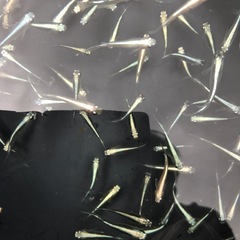メダカの画像