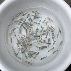 メダカの画像