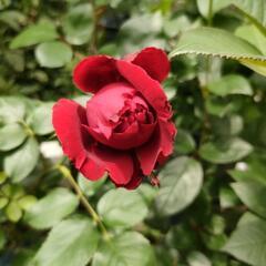 写真の薔薇の挿し穂２本の画像