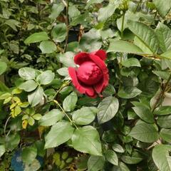 写真の薔薇の挿し穂２本の画像