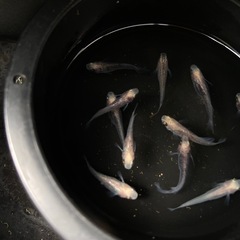 値下げ　白姫　めだか　若魚 5ペアの画像