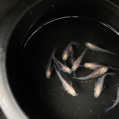 値下げ　白姫　めだか　若魚 5ペアの画像