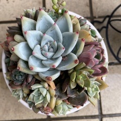 多肉植物寄せ植え（白鉢）