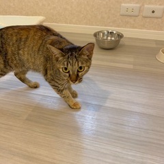 メス猫ちゃんの里親探してます