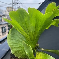 Platycerium coronarium