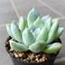 ランキングキーワードに紐づく投稿画像-多肉植物