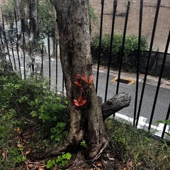 植木を切るだけ。