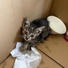 子猫生後5ヶ月くらい？