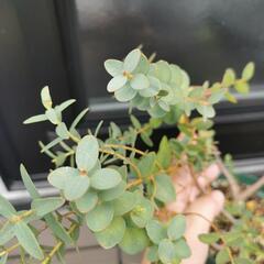 ユーカリ②