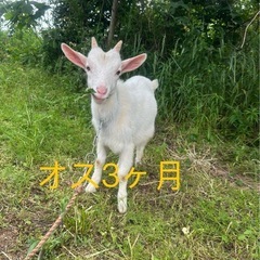 ヤギ　一時停止
