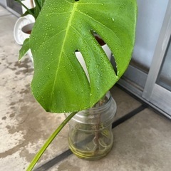 【観葉植物】モンステラの画像