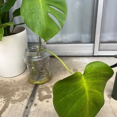 【観葉植物】モンステラの画像