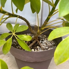 【観葉植物】カポック の画像