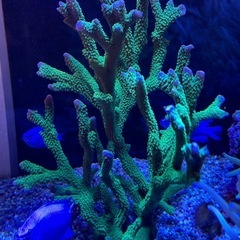 エダコモンサンゴ　海水魚　サンゴ