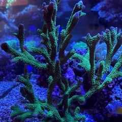 エダコモンサンゴ　海水魚　サンゴの画像