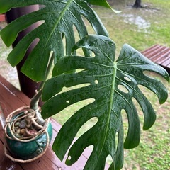 観葉植物　モンステラの画像