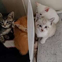 子猫　(茶）家族に迎えてください。