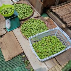 青梅