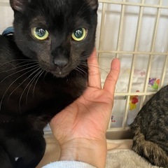 甘えん坊🐾サブくん