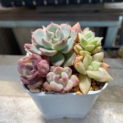 多肉植物寄せ植え（9苗）の画像