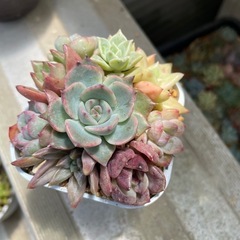多肉植物寄せ植え（9苗）