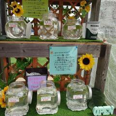 【5/21オープン】メダカ無人販売🌻