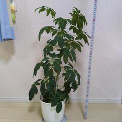 観葉植物の画像