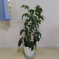 観葉植物