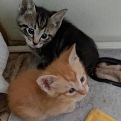 子猫　（トラ）家族に迎えてください。