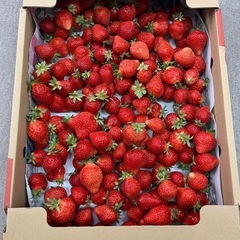 朝採りあまおう2kg小玉、中玉