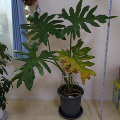観葉植物