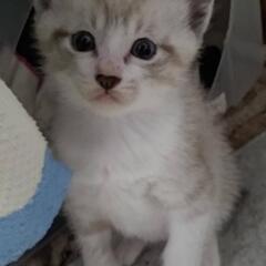 子猫　（白グレー）家族に迎えてください。