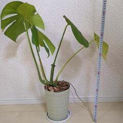 観葉植物